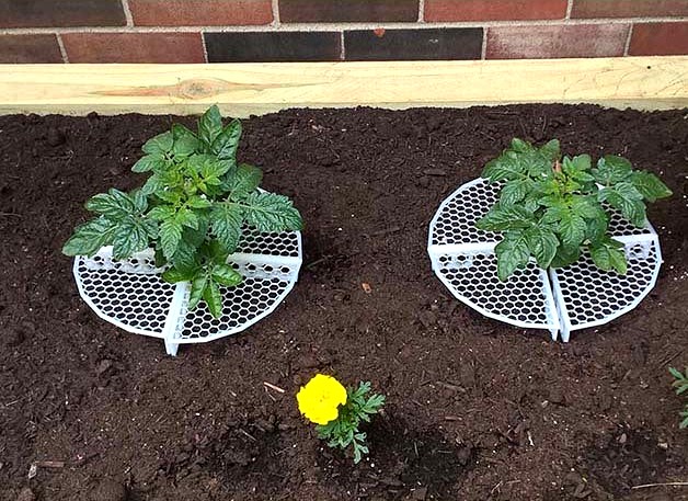 Cherry Tomato Plant Shelf by OldManJohnson