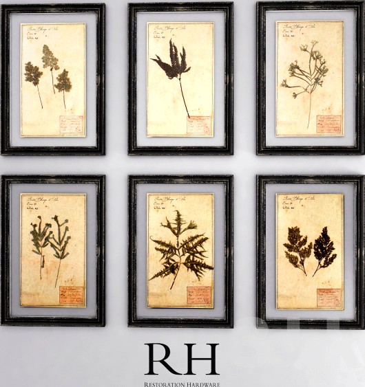 19TH C. FRAMED HERBARIUMS BLACK (SET OF 6)