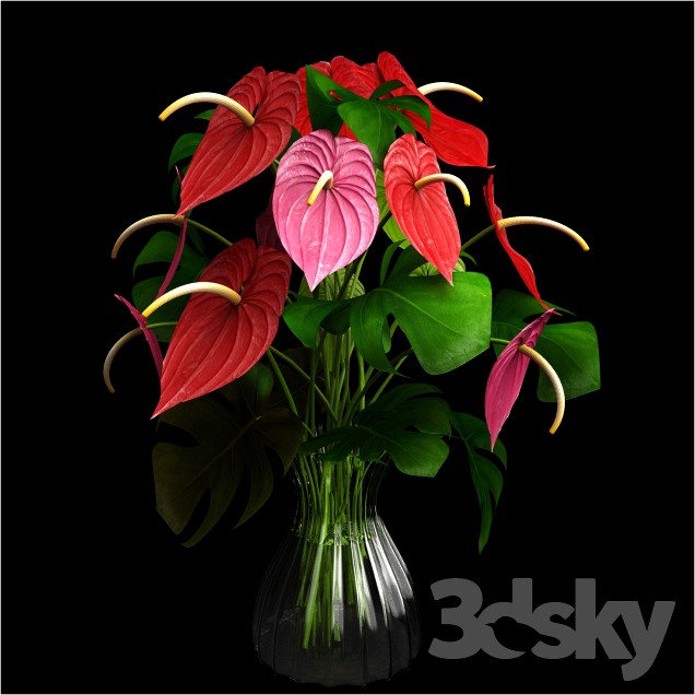 Anthurium color flower