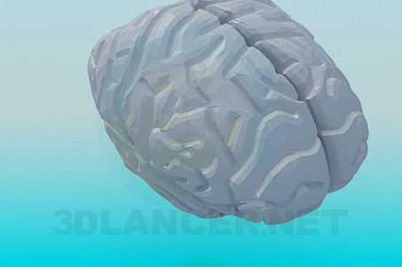 3D Model The human brain