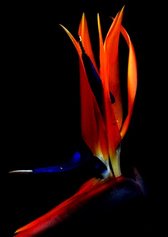 Torrieri by Deldatoalamateria