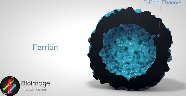 Ferritin - The Cellular Iron Storage by EnriqueBumbury