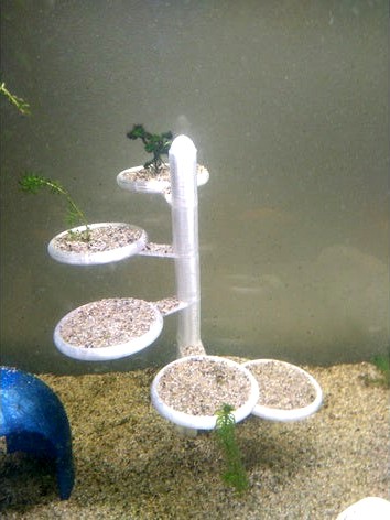 Aquarium plant step by technosvitman