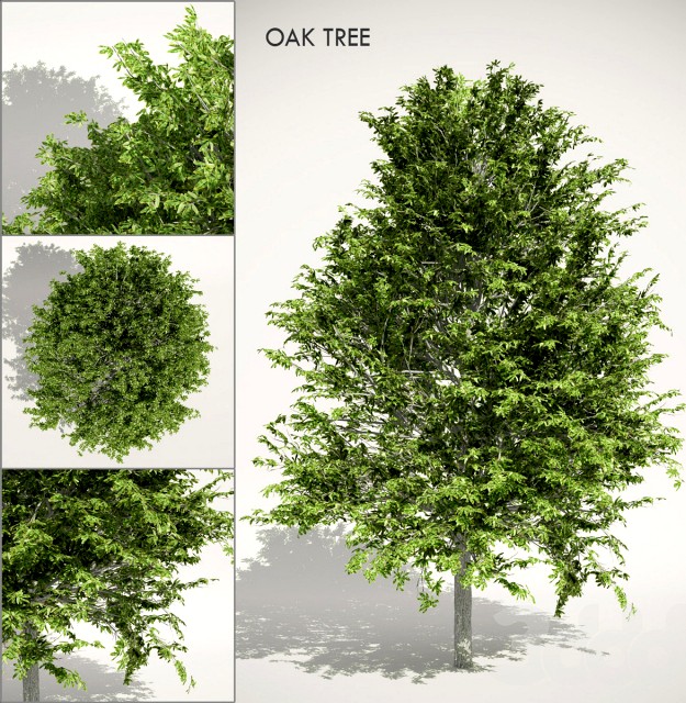 Oak Tree
