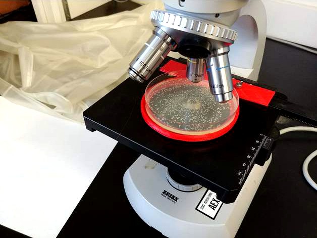 Microscope petri plate adapter by jimtaylor