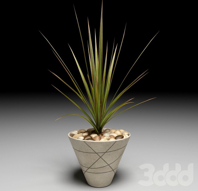Dracaena Marginata tree