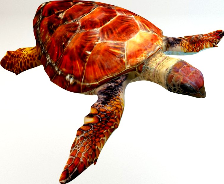 Loggerhead sea turtle3d model