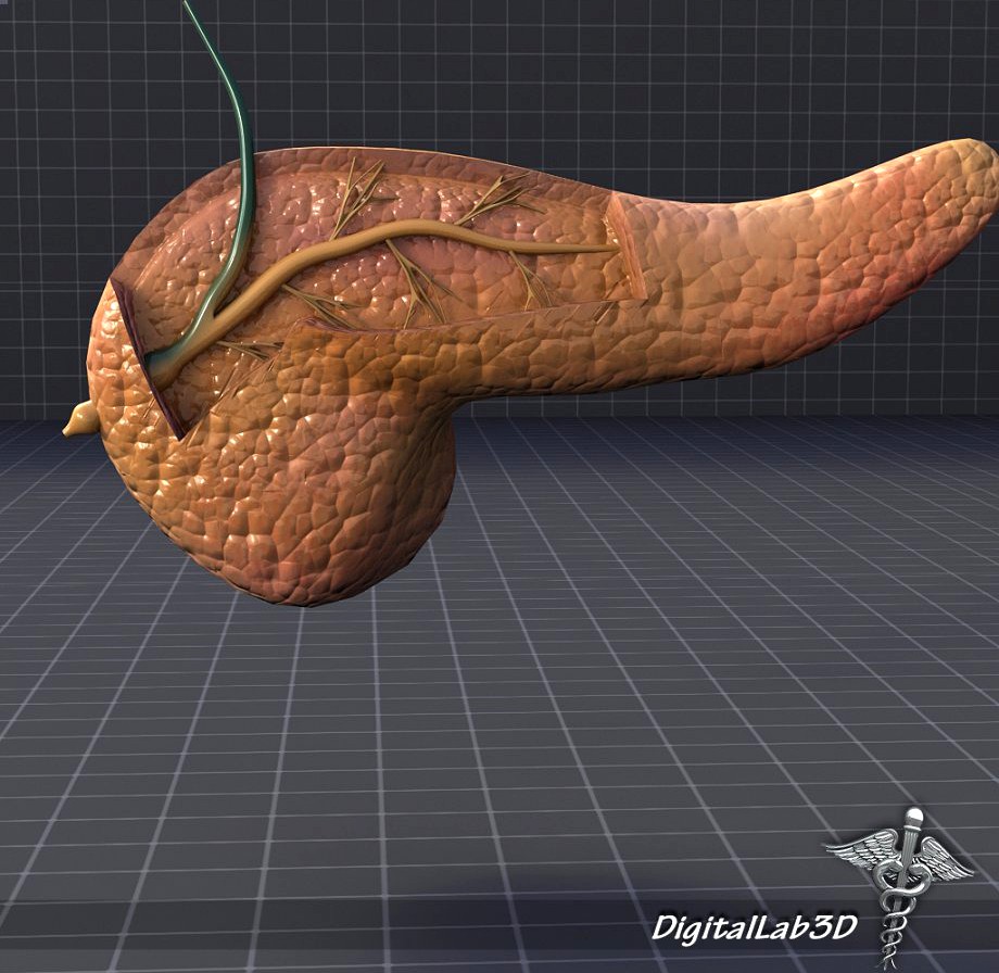 Pancreas Anatomy3d model