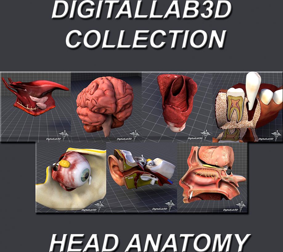 Head Anatomy Collection3d model