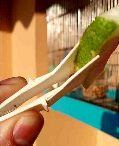 Bird food clamp by tsiridan