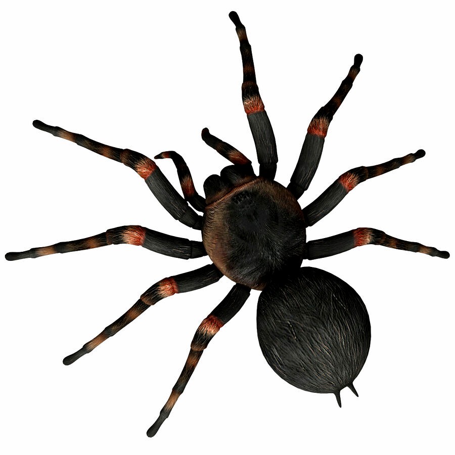Tarantula