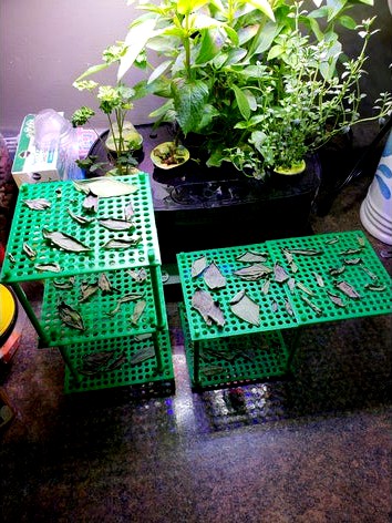 Drying Rack by Autointoxication