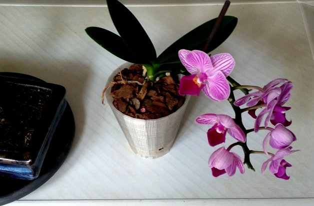 Simple mini phalaenopsis orchid pot by llibertat