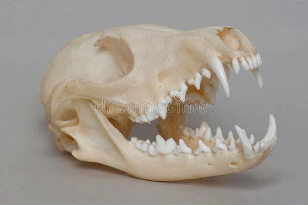 Fox skull/crane de renard by matt57460