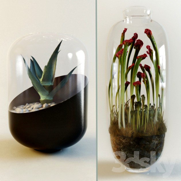Succulent Carnivorous