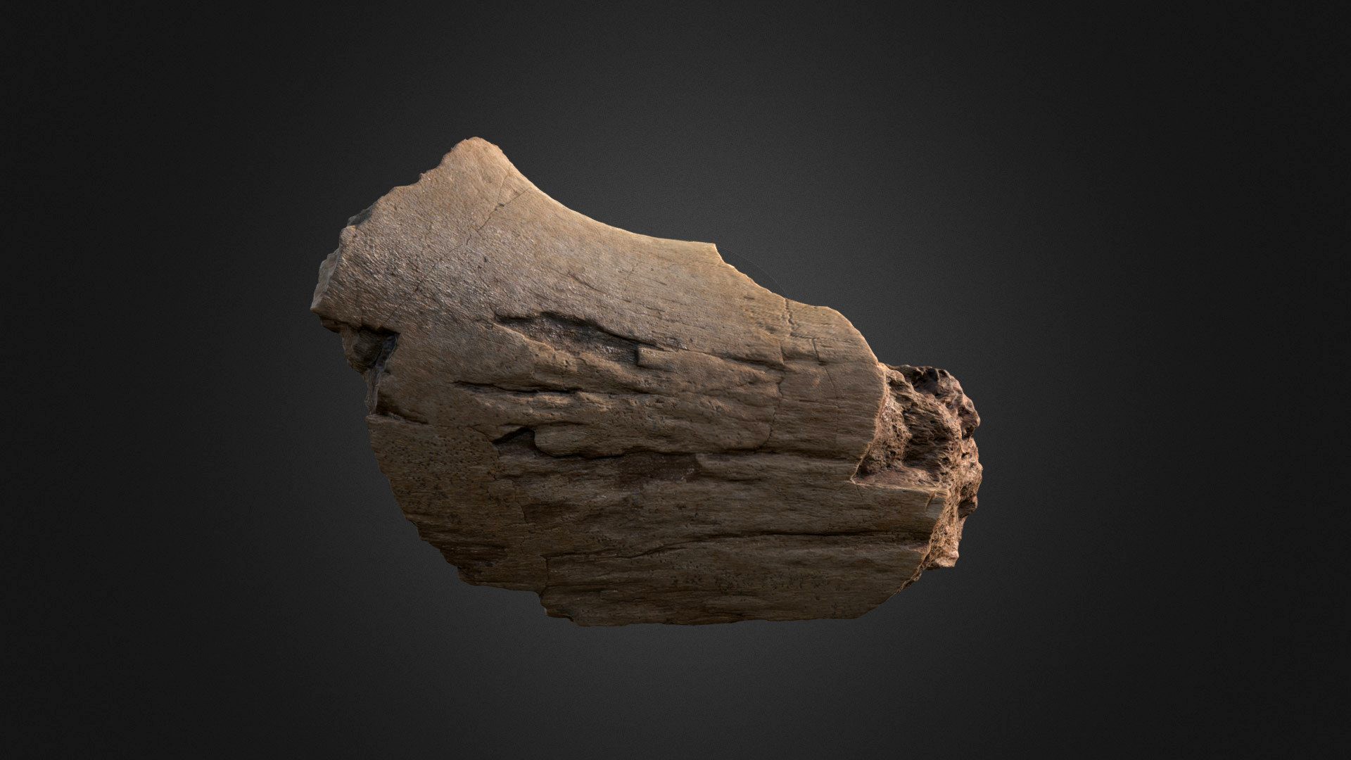 Kritosaurus Jaw Fragment