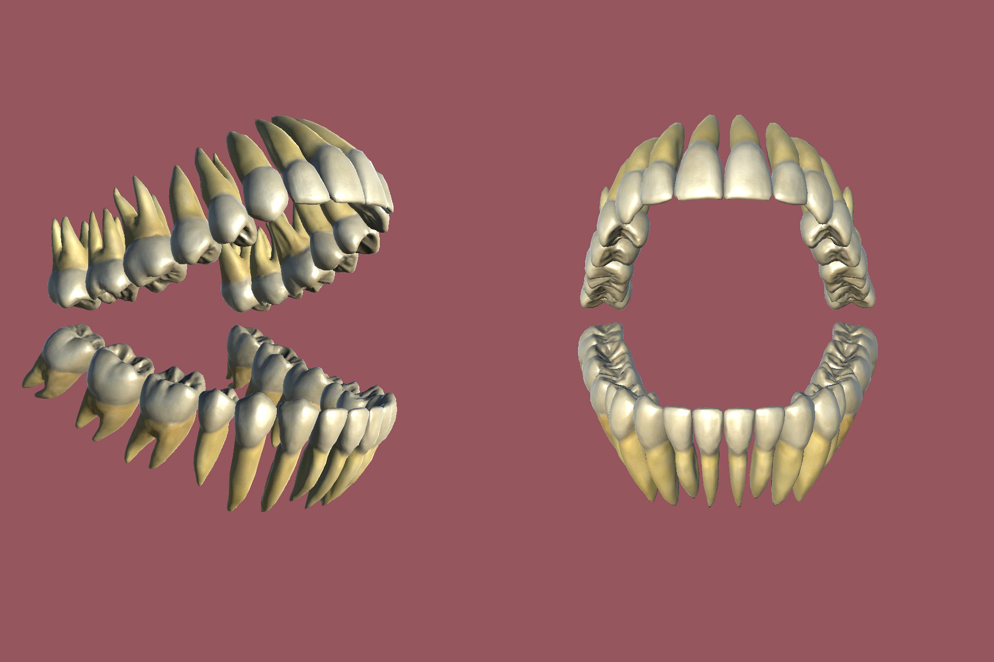 Teeth