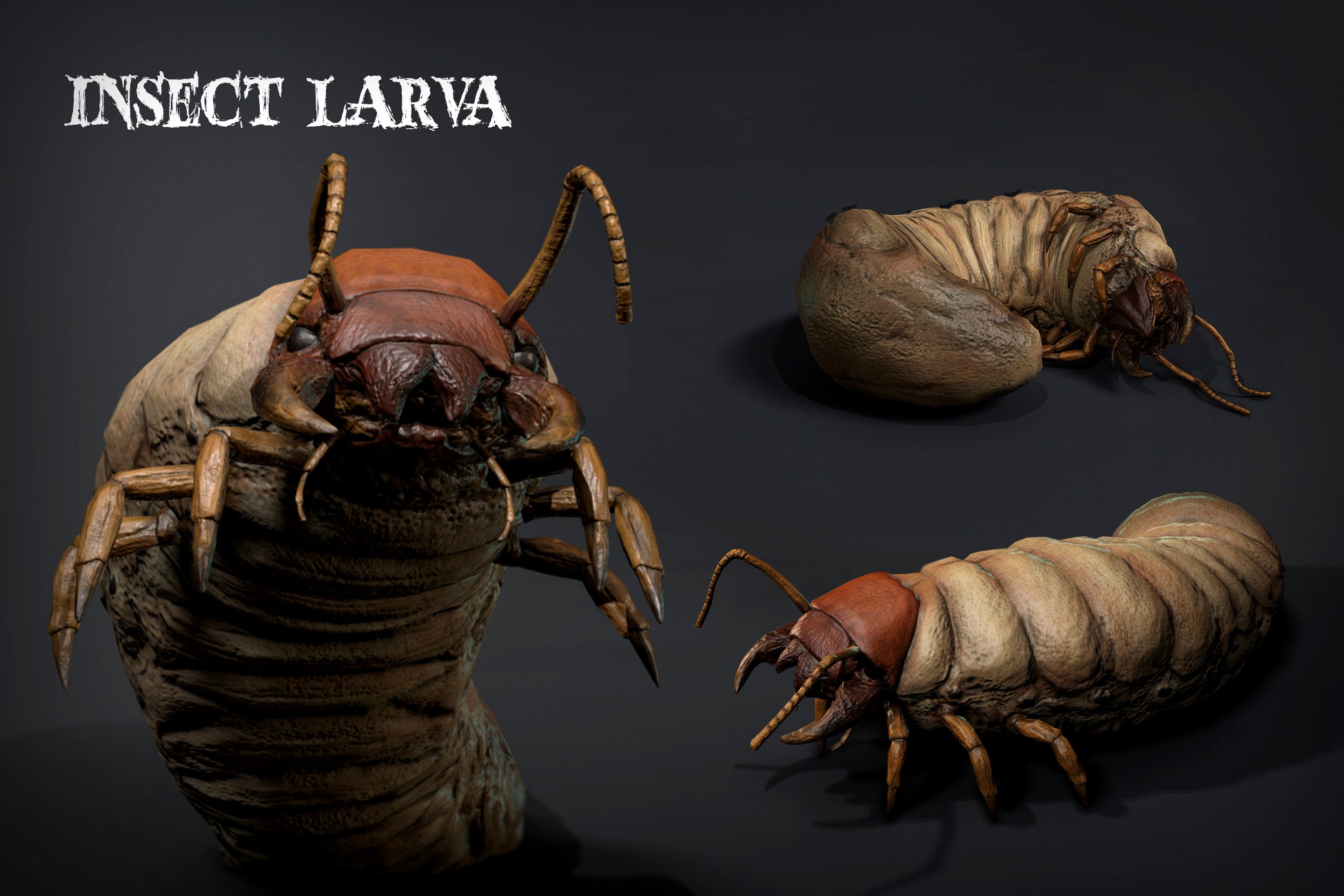 Insect Larva