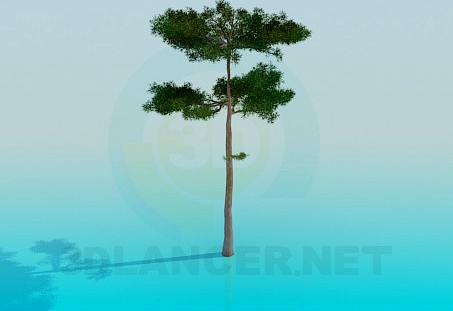 3D Model Pine