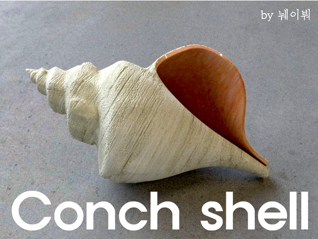 conch shell by kimgooni