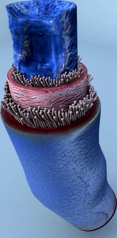 Structure of a Normal Heart Vein3d model