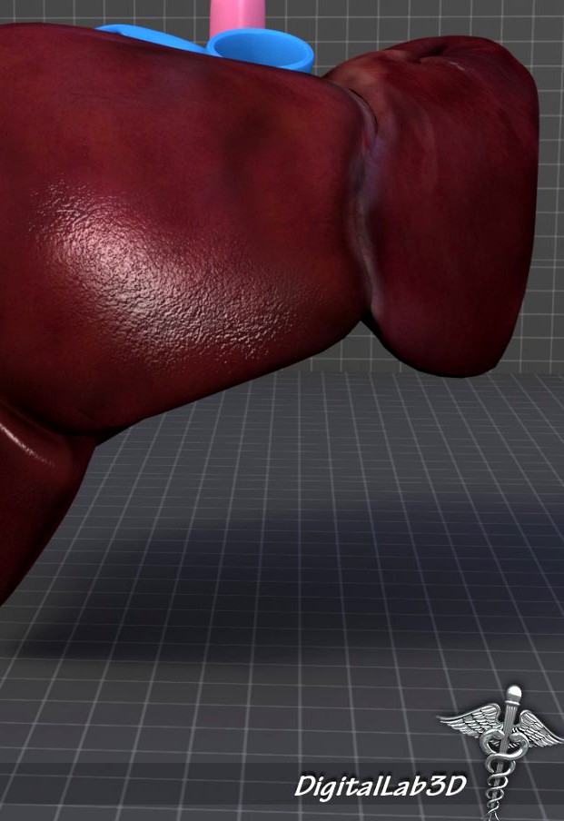 Human Liver3d model