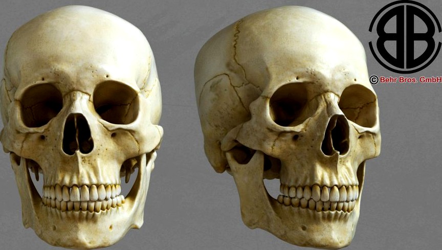 Skull3d model
