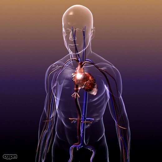 Circulatory System Anatomy in a Human Body3d model