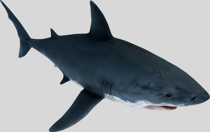 Great Shark3d model