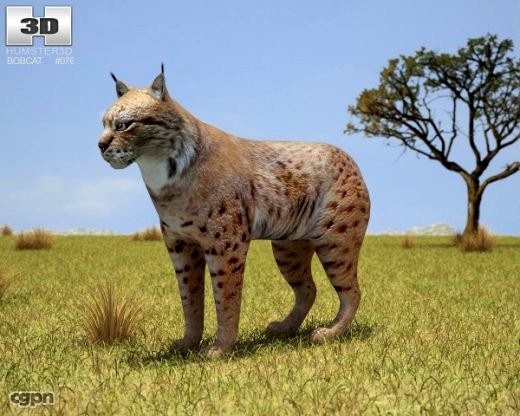 Bobcat (Lynx Rufus)3d model