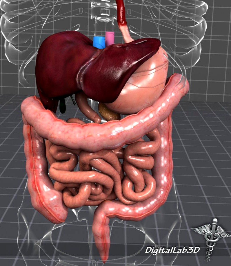 Human Digestive System3d model