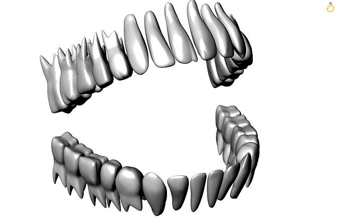 Anatomical model of all teeth | 3D