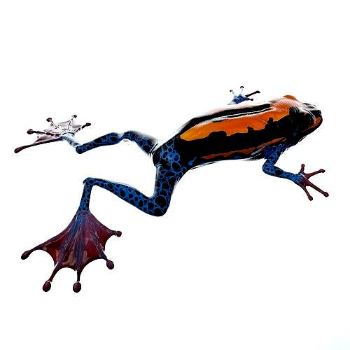 Frog 3D Model