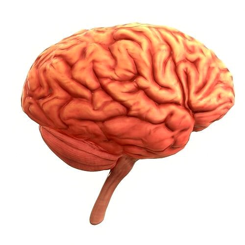 Human Brain