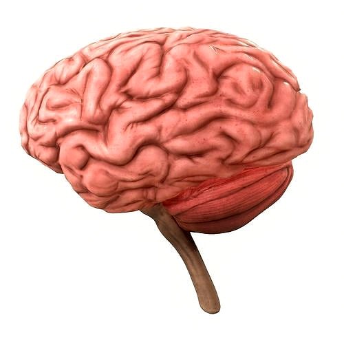 Human Brain