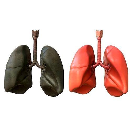 Lungs Human Smoker vs Non Smoker
