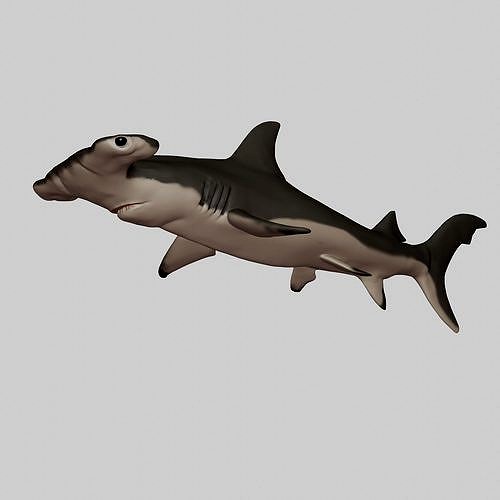 Hammerhead Shark | 3D