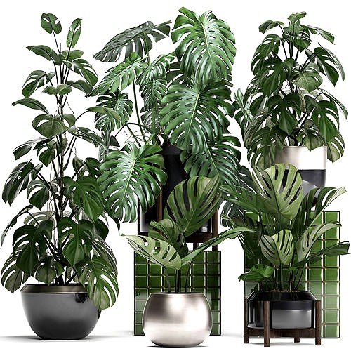 Collection Exotic plants Monstera 2