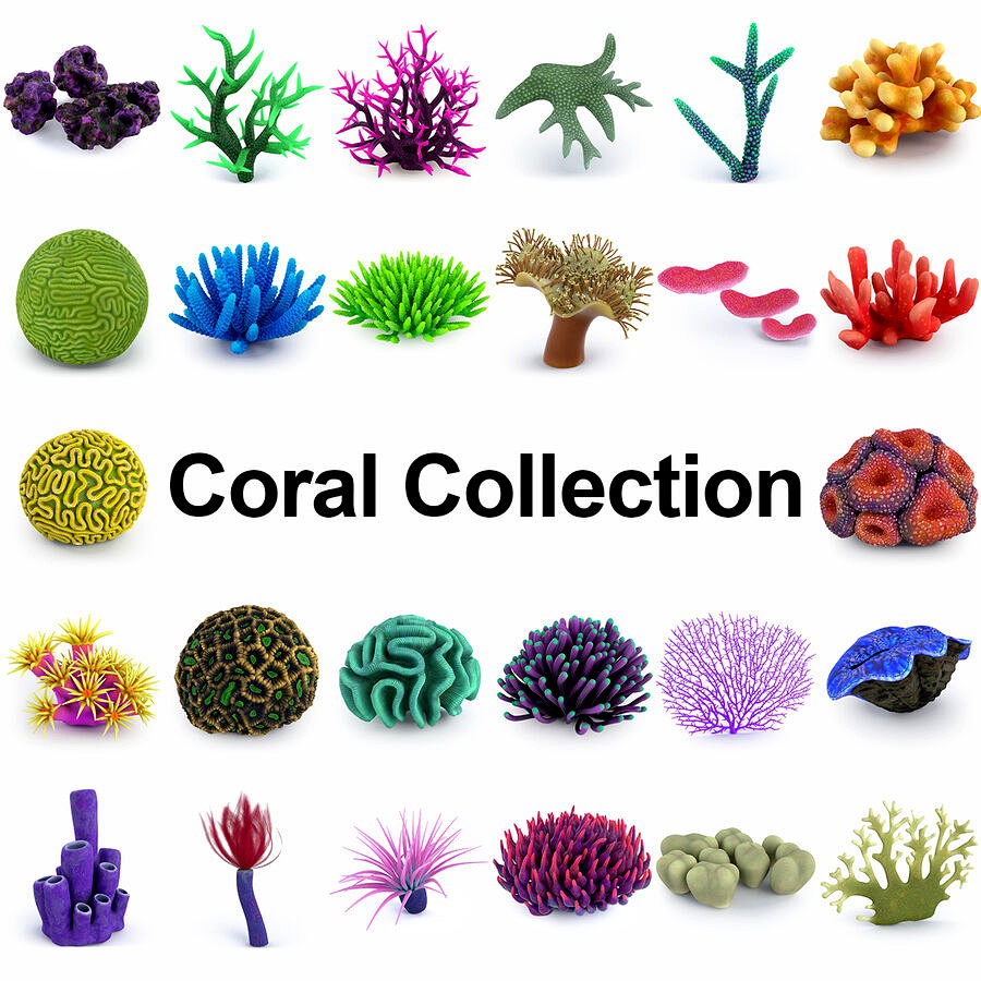 Coral Reef Collection