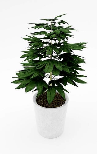 Cassava Plant Model - Manihot esculenta