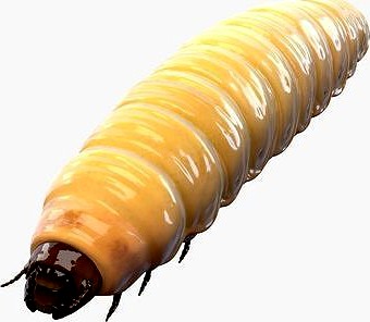 Maggot