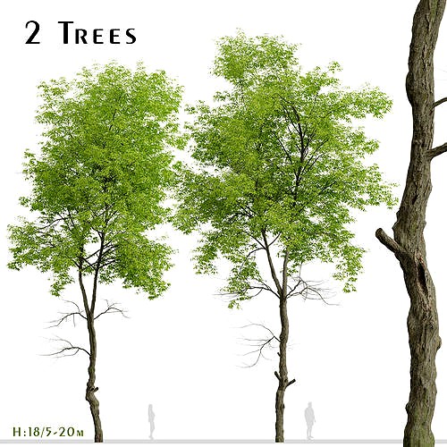 Set of White ash or Fraxinus americana Trees - 2 Trees