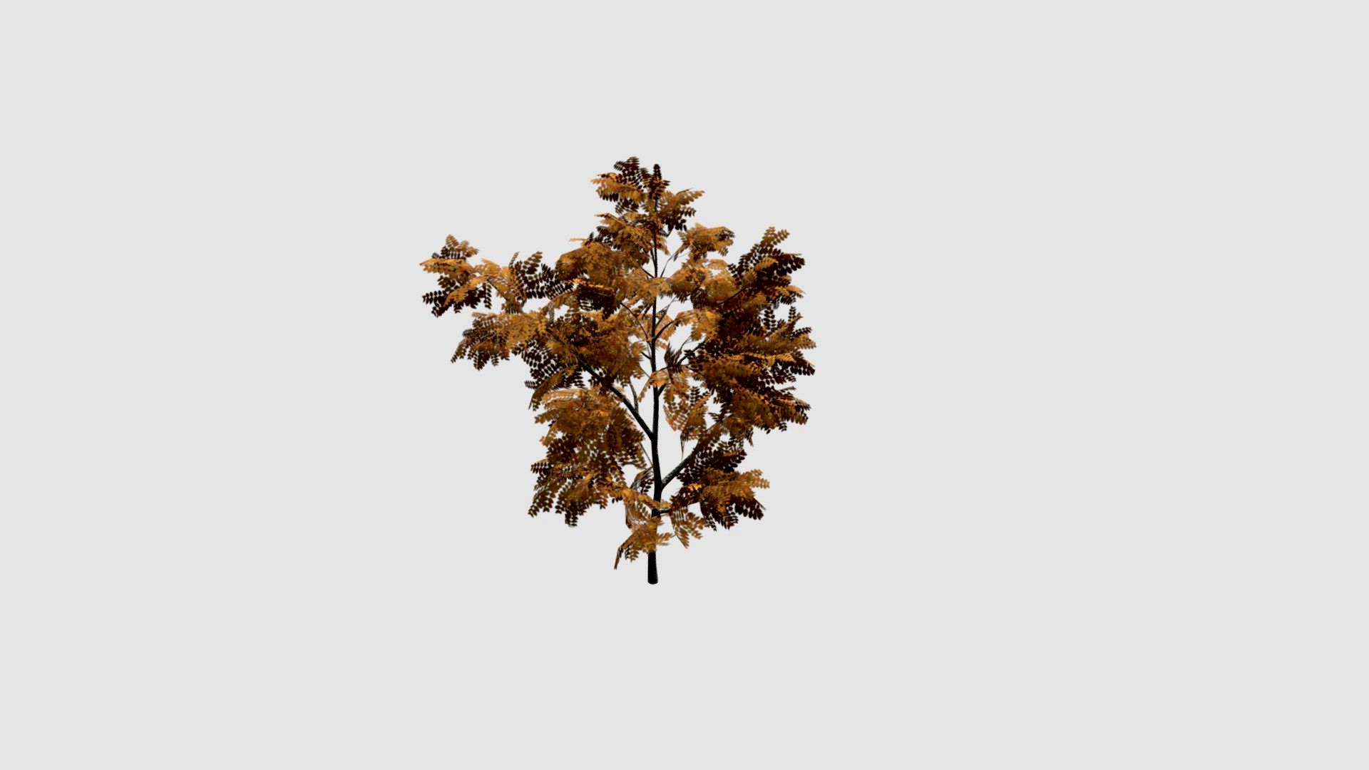 Fraxinus