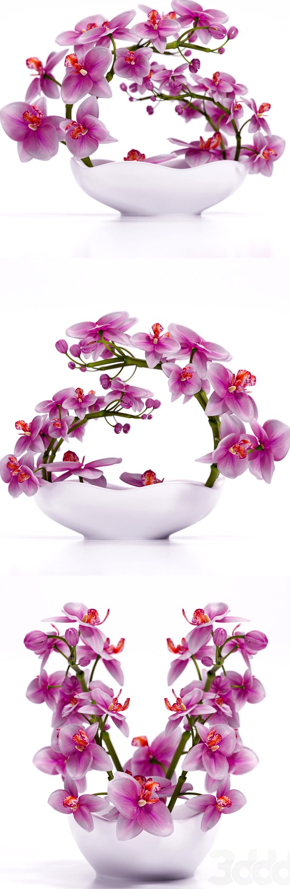 ORCHID 3