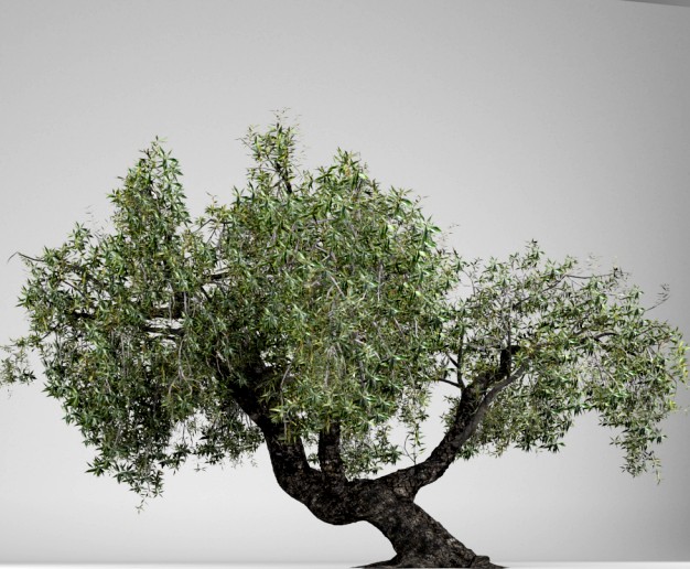 Olea Europaea