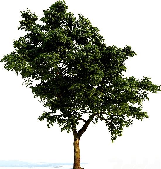 Tree Common 03 (3 of 3)