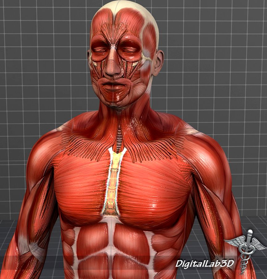 Rigged - Human Male Muscular System3d model