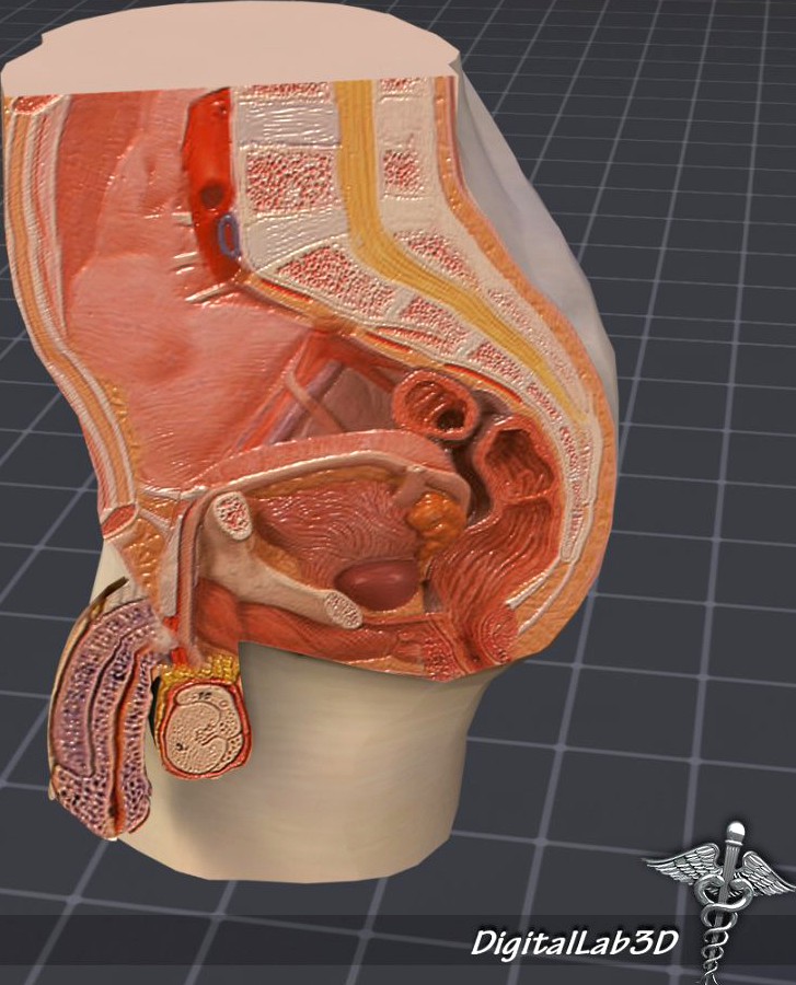 Male Pelvis3d model