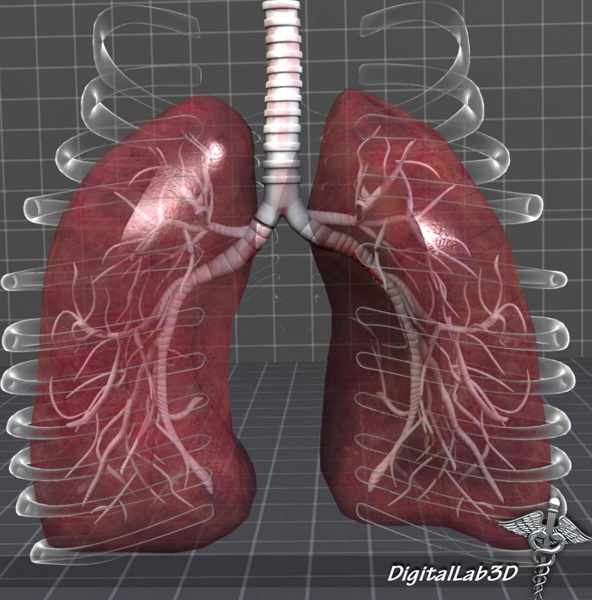 Lungs Anatomy External3d model