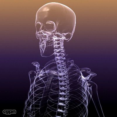 Human Skeleton: Rentgen View RenderReady3d model